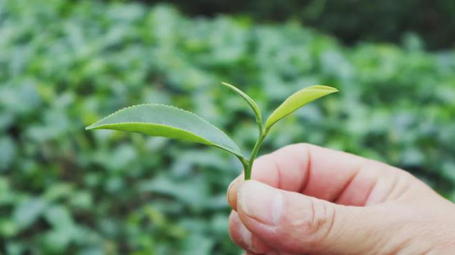 茶加工技术团体标准发布AG真人国际廉江红乌龙
